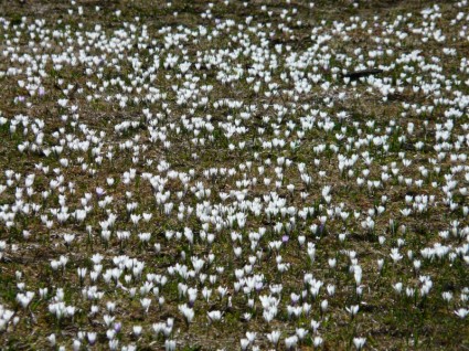 Spring Crocus Crocus White