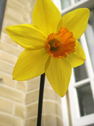 daffodil musim semi