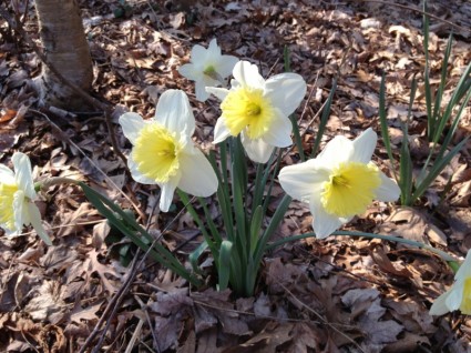 primavera fiore narcisi