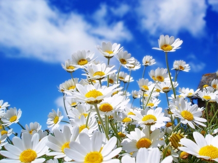 Spring Daisies Wallpaper Flowers Nature