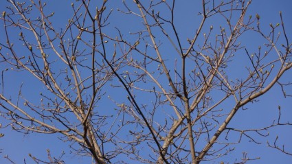 유럽에 대 한 봄 날 꽃 봉 오리는 나뭇가지