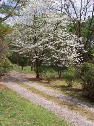 봄 층 층 나무