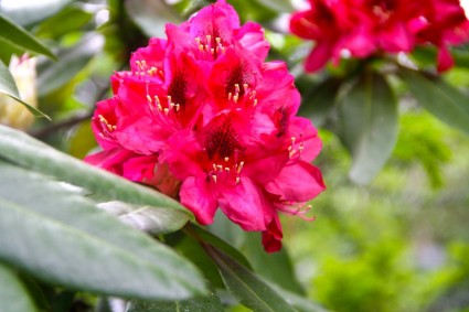 rododendro rosso fiore di primavera