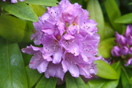 rhododendron de fleur de printemps