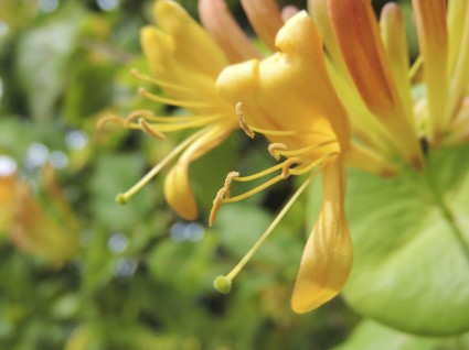 flor de primavera amarelo