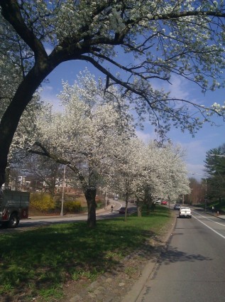 wiosną kwitnące drzewa