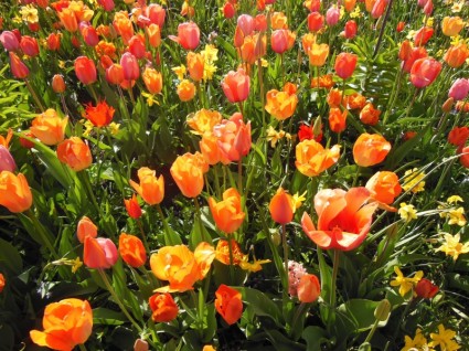 봄 꽃 구 근 식물 따뜻한 색상