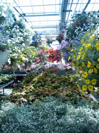 Spring Flowers Greenhouse