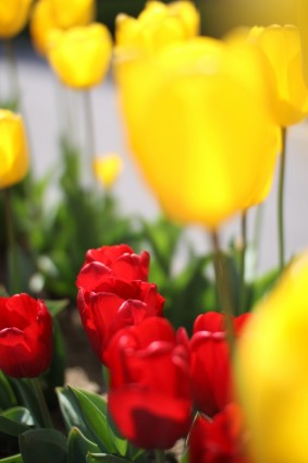 Tulipa flores de primavera