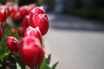 tulipán de flores de primavera