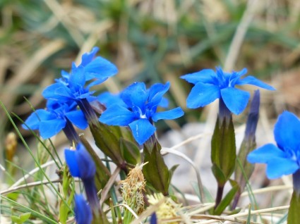 flor de primavera genciana genciana