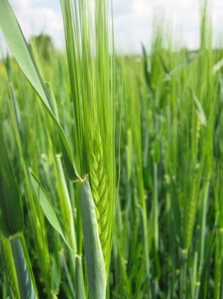 céréales de printemps vert