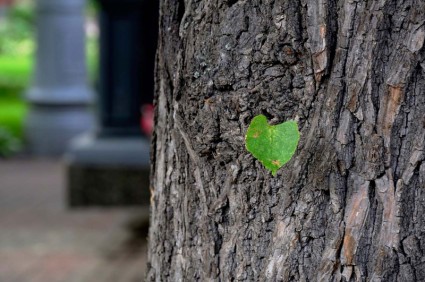 casca de árvore com folha verde Primavera