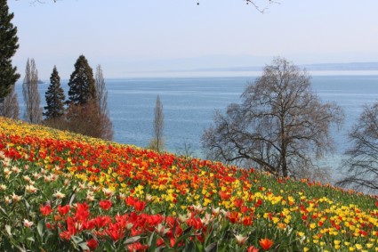 mùa xuân mainau Hoa tulip