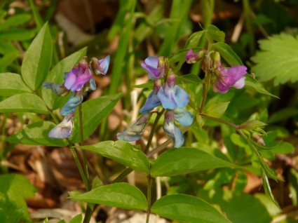 Spring Pea Fabaceae Plant