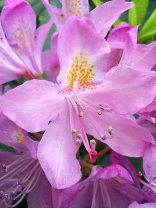 핑크 봄 꽃