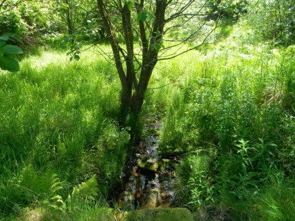 Frühling-Stream-watergrove