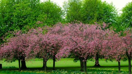 árbol de primavera