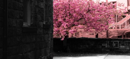 albero di primavera