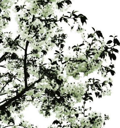 albero di primavera