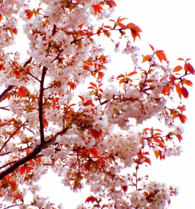весна дерево