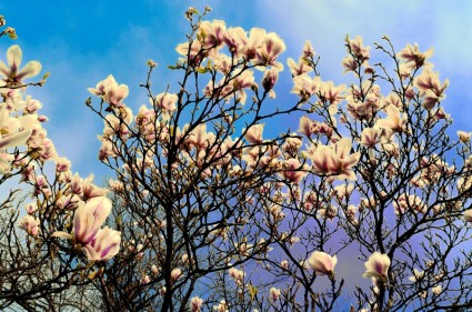 wiosną drzewa
