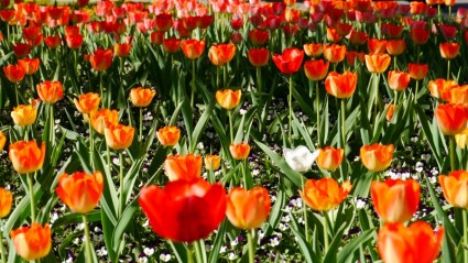 floración de primavera tulip campo