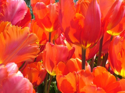 fleur de tulipes du printemps