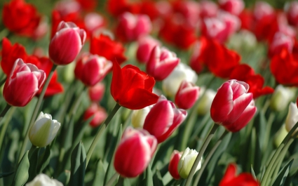 Весенние тюльпаны Обои для рабочего стола Цветы природа
