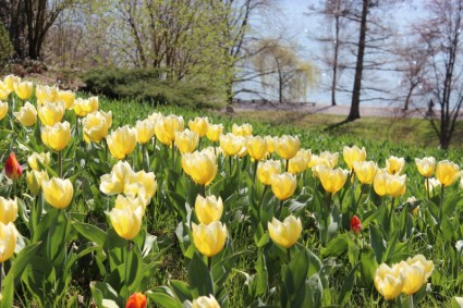 Primavera tulipas amarelas