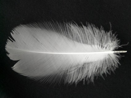 filigrane printemps blanc