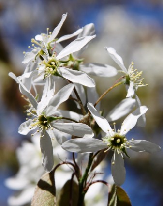 fleurs printanières blanches