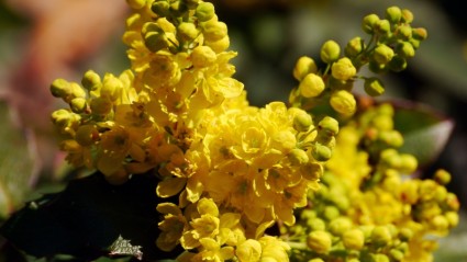 زهور الربيع الأصفر
