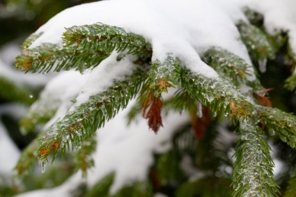 Spruce galhos cobertos de neve