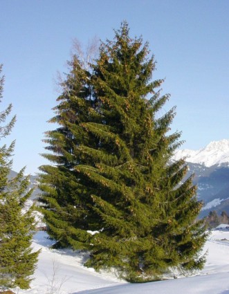 云杉针叶树圣诞树-冬季-免费的照片免费下载