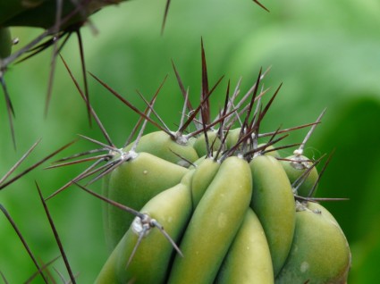 Stirnrad Fels Kaktus Cereus Peruvianus monstrosus