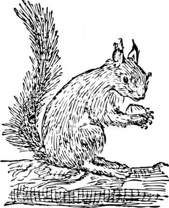 écureuil clipart