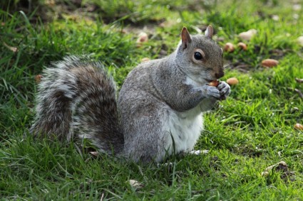 scoiattolo mangiare
