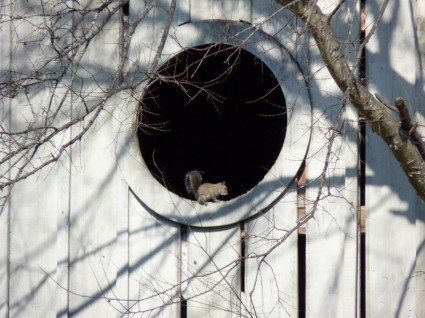 dans la fenêtre d'écureuil