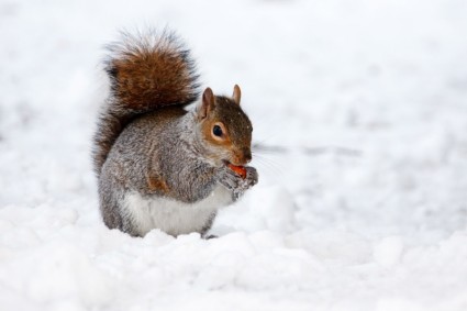 다람쥐의 겨울
