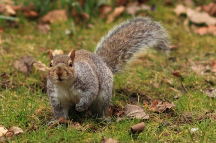 écureuil sur herbe
