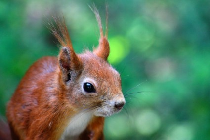 Eichhörnchen-Haustiere-Natur