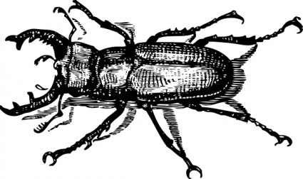 Staghorn kumbang clip art