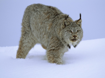 wandernde Tiere in Kanada Luchs Tapete Raubkatzen
