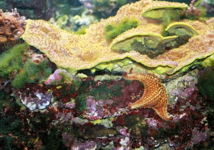 bintang ikan dan karang