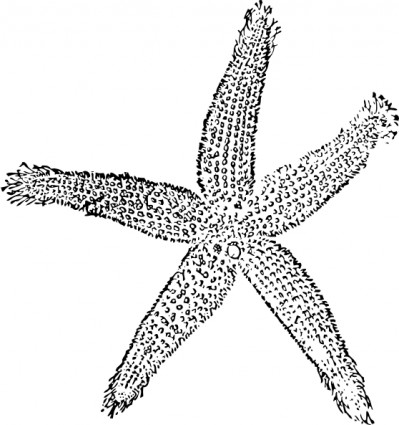 星の魚のクリップアート