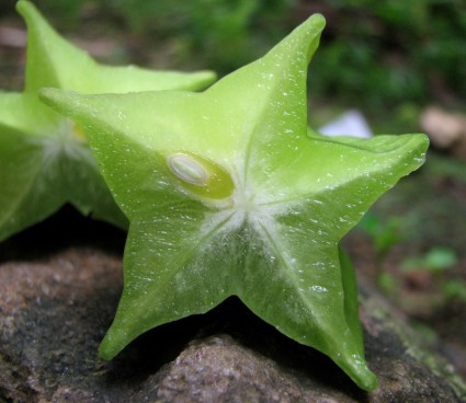 Star fruit Carambolier carambole