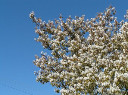 sao magnolie magnolia stellata cây