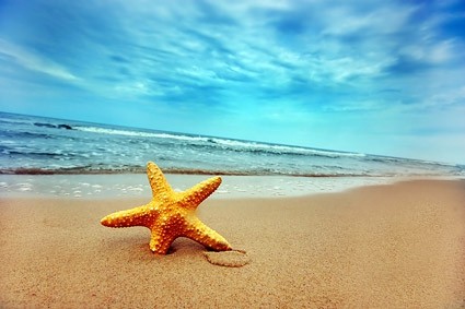 estrela do mar sobre a fotografia de praia