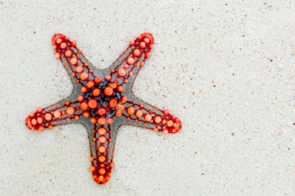 Starfish morza Afryki